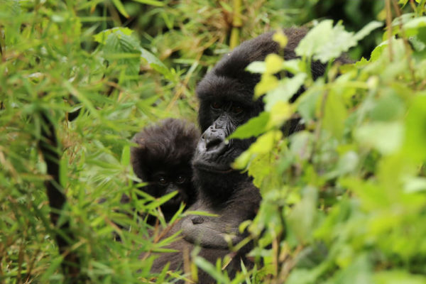 Hauptziel des Projekts ist es, einen der letzten Lebensräume der seltenen Virunga-Berggorillas zu retten und die CO2-Emissionen zu senken. Etwa 600 der verbleibenden 1000 wildlebenden Berggorillas leben in den Virunga-Bergen.
