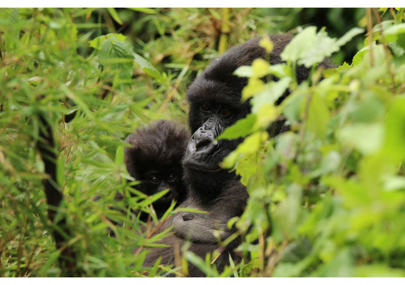 Hauptziel des Projekts ist es, einen der letzten Lebensräume der seltenen Virunga-Berggorillas zu retten und die CO2-Emissionen zu senken. Etwa 600 der verbleibenden 1000 wildlebenden Berggorillas leben in den Virunga-Bergen.