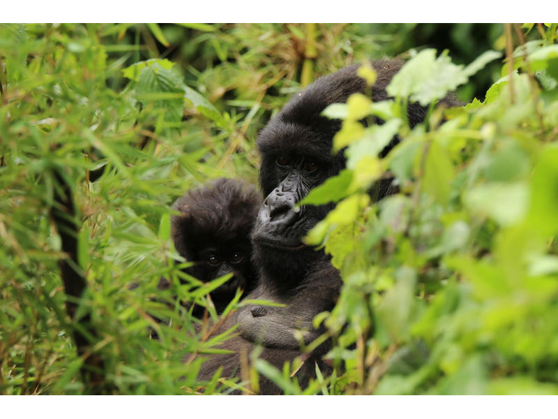 Hauptziel des Projekts ist es, einen der letzten Lebensräume der seltenen Virunga-Berggorillas zu retten und die CO2-Emissionen zu senken. Etwa 600 der verbleibenden 1000 wildlebenden Berggorillas leben in den Virunga-Bergen.